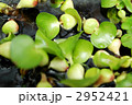 ホテイアオイ 2952421