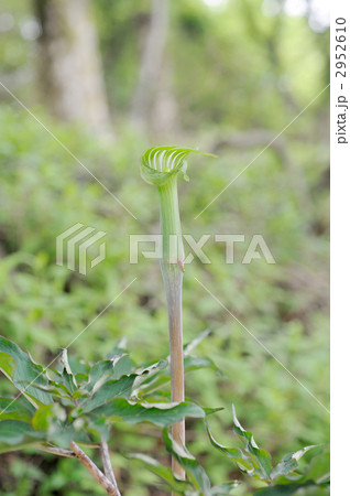 マムシグサ 2952610