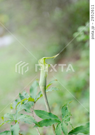 マムシグサ マムシグサ 2952611