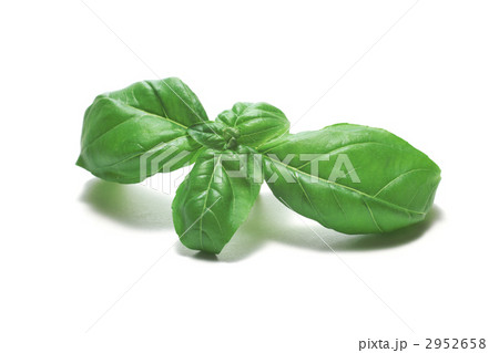 バジル バジル 2952658