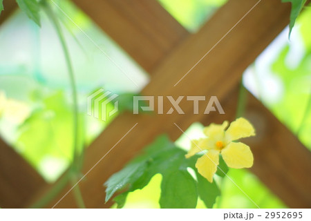 ゴーヤの花 2952695