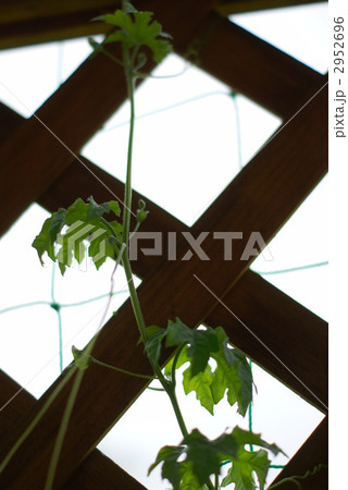 ゴーヤ ゴーヤ 2952696