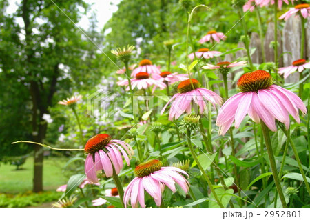 6月　エキナケア・キク科08 2952801