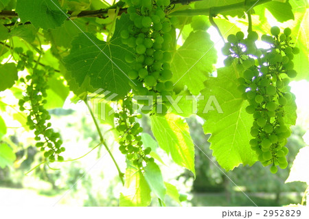 6月　デラウェア・ブドウ科01 2952829