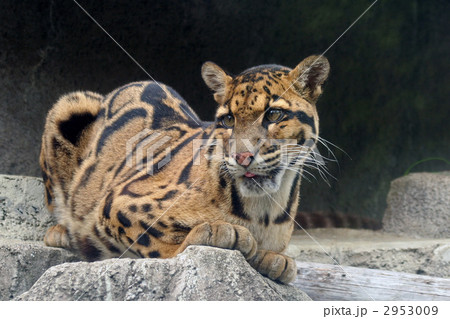 ウンピョウ 2953009