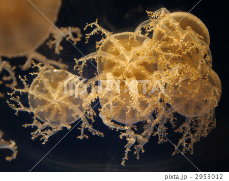 サカサクラゲ サカサクラゲ 2953012