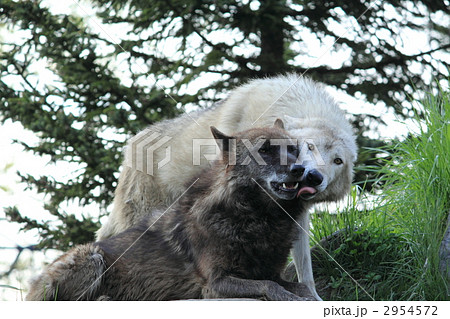 オオカミ 2954572