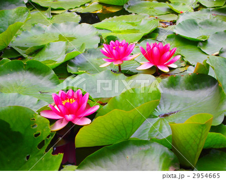 蓮の花 2954665