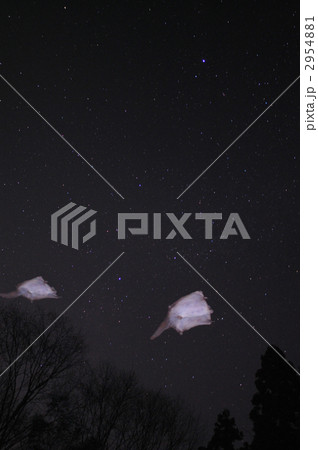 ムササビ 2954881