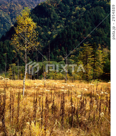 田代湿原の秋（上高地） 2954889