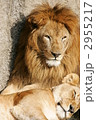 ライオン　ハート 2955217