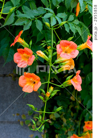 ノウゼンカズラ 2955858