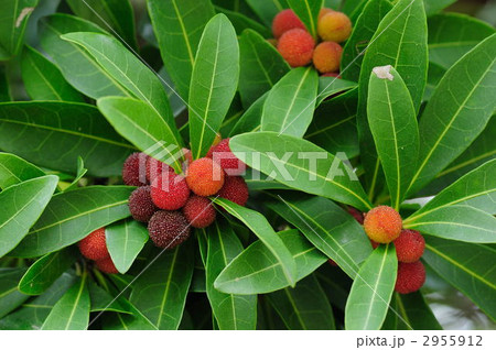 ヤマモモ 2955912