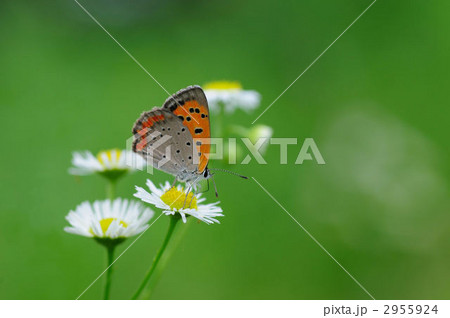 ベニシジミ 2955924