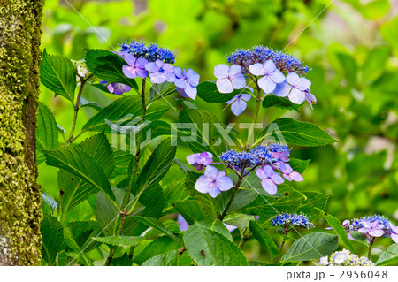 アジサイ アジサイ 2956048