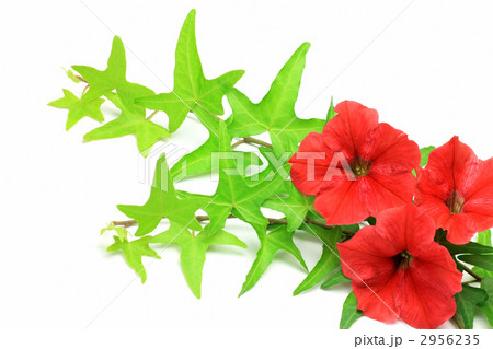 ペチュニアとアイビー 2956235