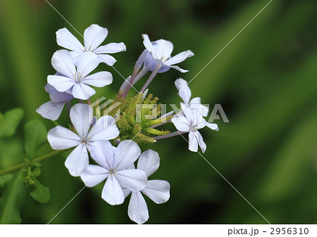 涼やかなルリマツリの花 2956310