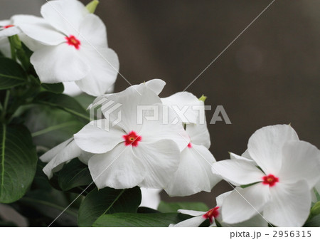 日々草のホワイトアイ 日々草のホワイトアイ 2956315