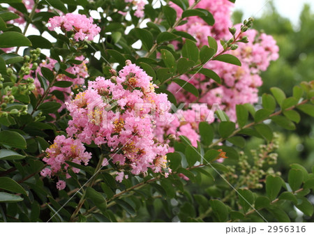 紅色の百日紅の花 2956316