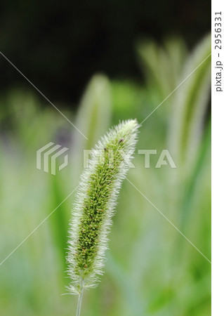 原っぱのエノコログサ 原っぱのエノコログサ 2956331