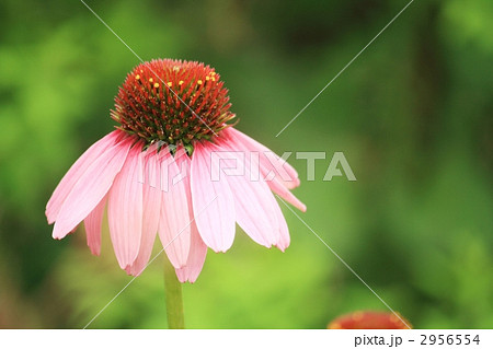 エキナセア 2956554