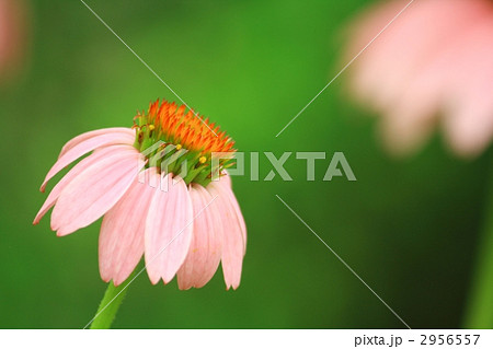 エキナセア エキナセア 2956557