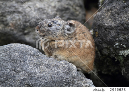 ニペソツ山 ナキウサギ 2956628
