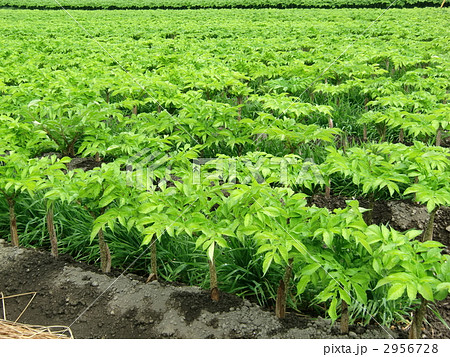 蒟蒻畑 2956728