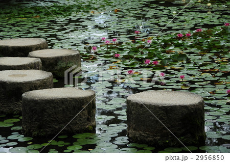 京都 平安神宮 臥龍橋 京都 平安神宮 臥龍橋 2956850