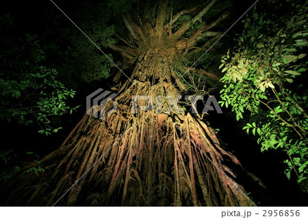 闇夜の絞め殺しのイチジク 2956856