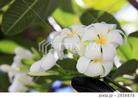 ケアンズに咲くフランジパニ ケアンズに咲くフランジパニ 2956878