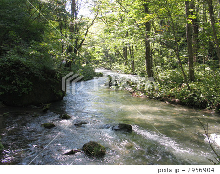 奥入瀬渓流 木漏れ日の水面の写真素材