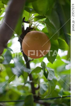 秋の味覚 秋の味覚 2957074