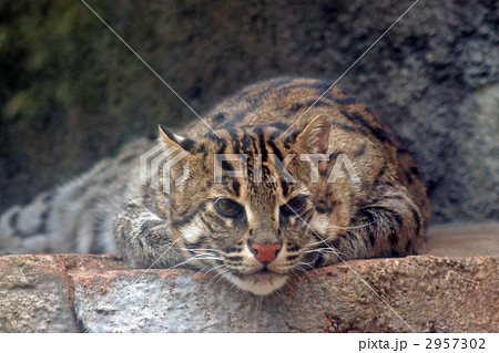 スナドリネコ スナドリネコ 2957302