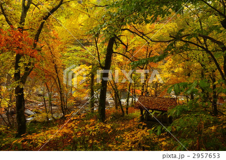 天人峡の紅葉 2957653