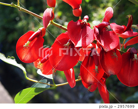 アメリカデイコ 2957699