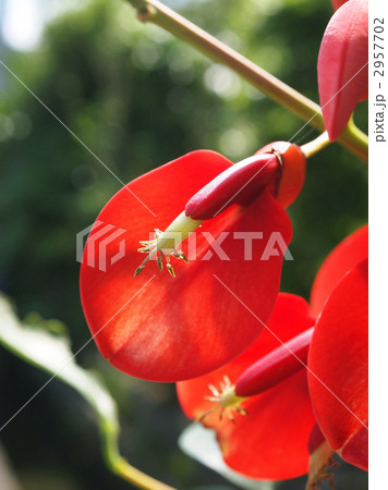 アメリカデイコ 2957702