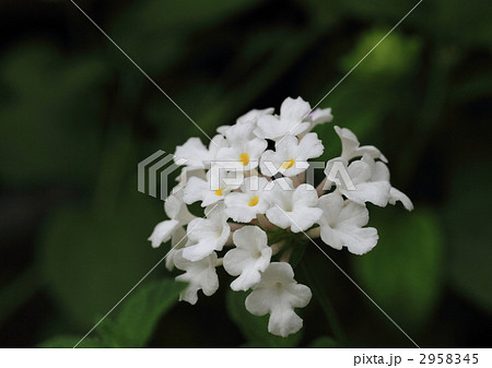 白いランタナの花の写真素材