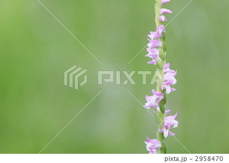 ネジリバナ ネジリバナ 2958470