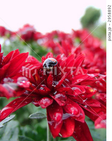 ざる菊とナミテントウ ざる菊とナミテントウ 2958892