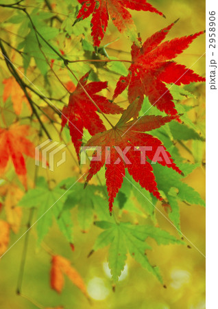 カエデの彩り 2958906