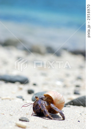 オカヤドカリ 2958970