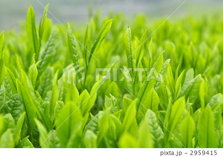 静岡県掛川市の新茶時期の茶畑です 2959415