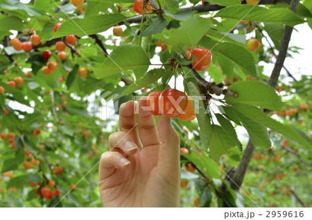さくらんぼ狩り 2959616