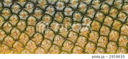桂剥きしたパイナップルの皮 2959630