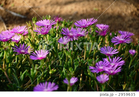 マツバギク マツバギク 2959635