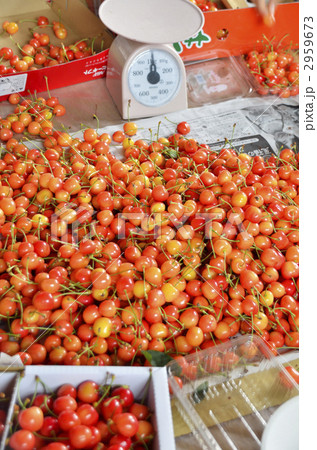 さくらんぼの仕分け 2959673