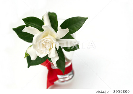 クチナシの花 クチナシの花 2959800