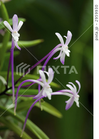 赤い風欄 2959930