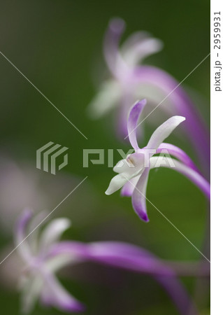 赤い風欄 赤い風欄 2959931